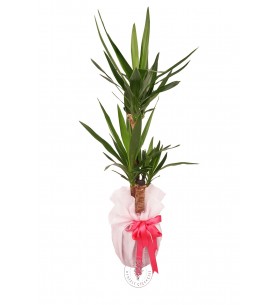 Yucca (Yuka) Bitkisi